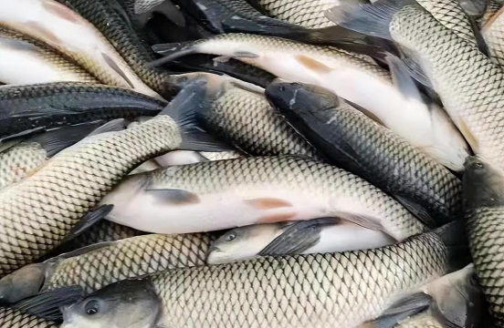 大棚养殖什么最赚钱，热门项目分析，帮你快速选择