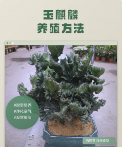 养花创意，点亮生活，增添乐趣