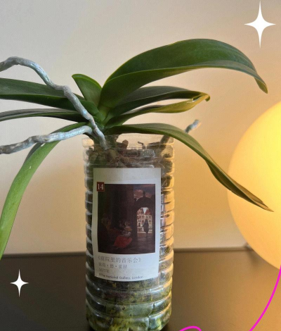 养花创意，点亮生活，增添乐趣