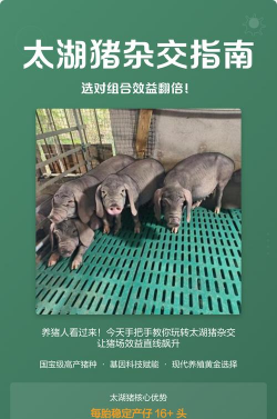 养花创意，点亮生活，增添乐趣