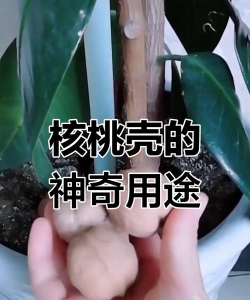 养花创意，点亮生活，增添乐趣