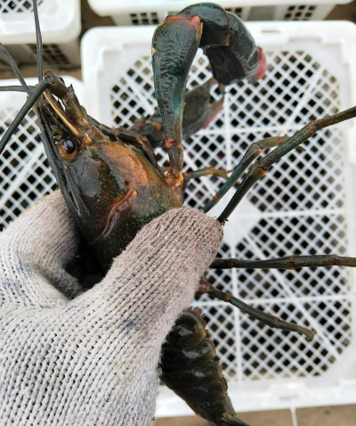 养花创意，点亮生活，增添乐趣