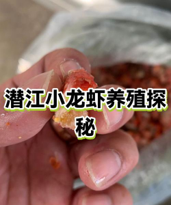 养花创意，点亮生活，增添乐趣