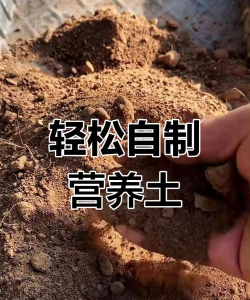 养花创意，点亮生活，增添乐趣