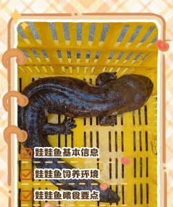 爱养花网，养花好帮手，新手也能轻松上手