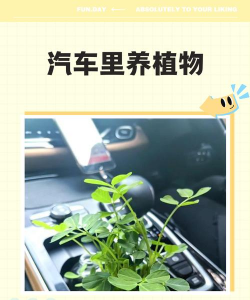 爱养花网，养花好帮手，新手也能轻松上手