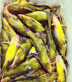 爱养花网，养花好帮手，新手也能轻松上手