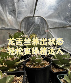 昆明花卉批发，货源渠道多，价格优势大