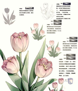 昆明花卉批发，货源渠道多，价格优势大