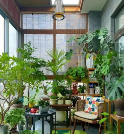 家庭养花的风水,讲究摆放位置,影响家居气场 家庭养花的风水,讲究摆放位置,影响家居气场