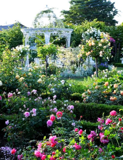 昆明花卉批发，货源渠道多，价格优势大