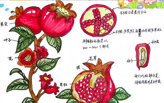 小众送妈妈的花有哪些花