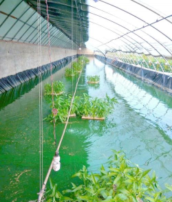 高密度养殖泥鳅，掌握关键技术，实现高效产出