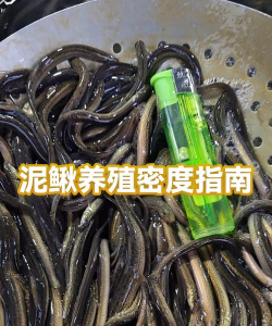 泥鳅高密度养殖，技术要点，效益提升