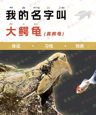 鳄鱼龟养殖视频,新手入门指南,常见问题解答 鳄鱼龟养殖视频,新手入门指南,常见问题解答