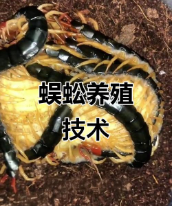蜈蚣怎么养殖,掌握关键技巧,实现稳定收益 蜈蚣怎么养殖,掌握关键技巧,实现稳定收益