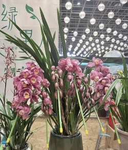 用水养花，简单易学，新手也能轻松上手