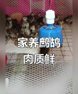 用水养花，简单易学，新手也能轻松上手