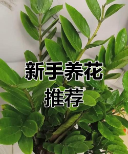 用水养花，简单易学，新手也能轻松上手