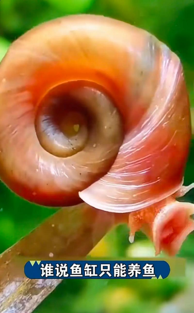 苹果螺养殖，轻松上手，快速繁殖