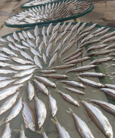 刁子鱼养殖，掌握关键技巧，实现高效产出