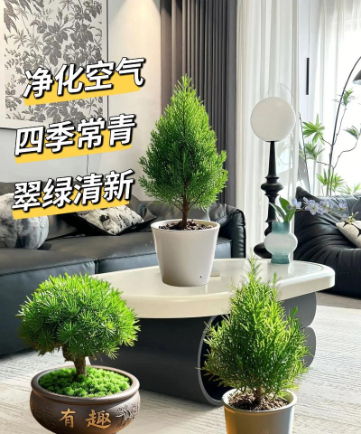 松树养花，轻松上手，美化家居环境