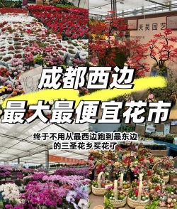 养花的见解，新手入门指南，轻松打造花园