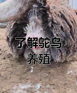 养花创意，点亮生活，增添乐趣