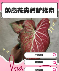 养花创意，点亮生活，增添乐趣