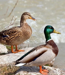 绿头野鸭养殖,掌握关键技巧,实现高效增收 绿头野鸭养殖,掌握关键技巧,实现高效增收