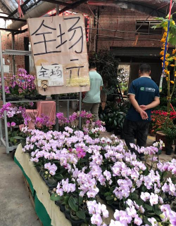 花卉大世界，逛花市技巧，挑花养花心得