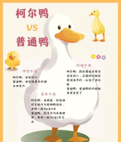 速成鸭养殖，快速出栏技巧，新手避坑指南