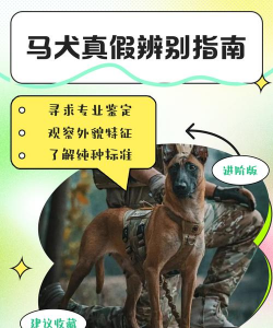 养花创意，点亮生活，增添乐趣