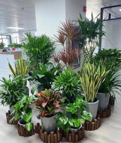 养花创意，点亮生活，增添乐趣