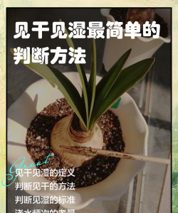 爱养花网，养花好帮手，新手也能轻松上手