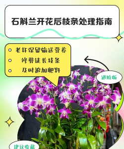 小众送妈妈的花有哪些花