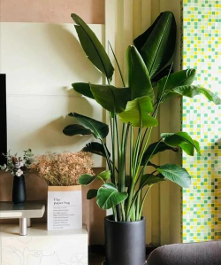 爱养花网，养花好帮手，新手也能轻松上手