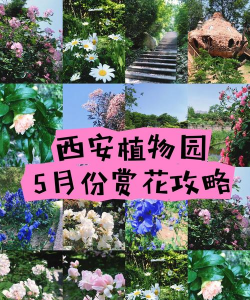 养花手册，新手入门指南，轻松养好花