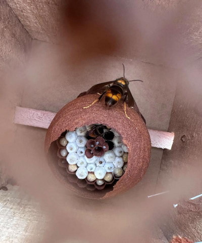 黄蜂养殖技术，掌握关键步骤，实现高效养殖