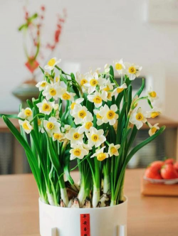 南通花卉，选购指南，养护要点