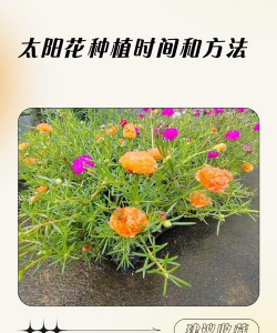 养花手册，新手入门指南，轻松养好花