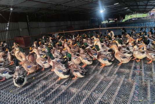 养花手册，新手入门指南，轻松养好花