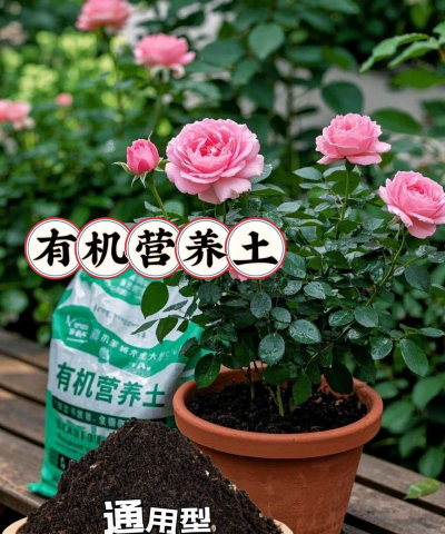 养花的沙土,选对用好,花儿更健康 养花的沙土,选对用好,花儿更健康