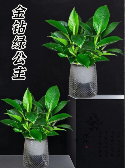 养花手册，新手入门指南，轻松养好花