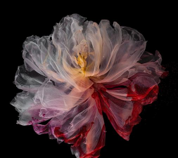 大米养花，废物利用，简单有效