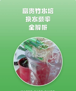 养花的水多久换一次,换水频率,水质影响 养花的水多久换一次,换水频率,水质影响