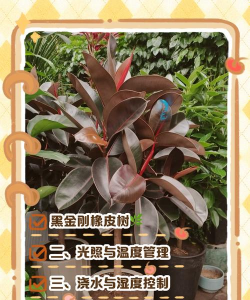 养花自制土，省钱又实用，轻松搞定花土