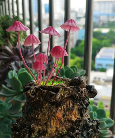 蘑菇养花，新手入门，轻松上手