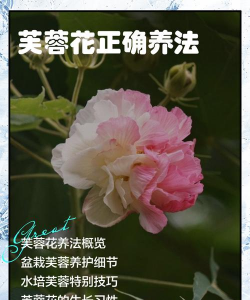 芙蓉花怎么养殖，掌握关键技巧，轻松养出繁花
