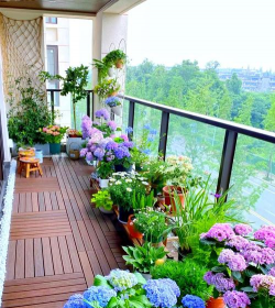 窗台花卉，美化家居，提升生活情趣